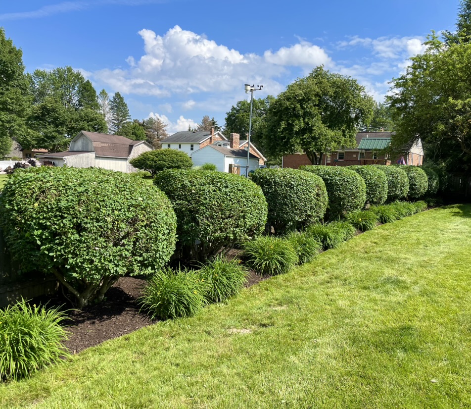 Bush trimming